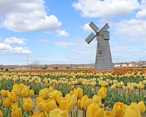 Reservations for North Fork Wineries