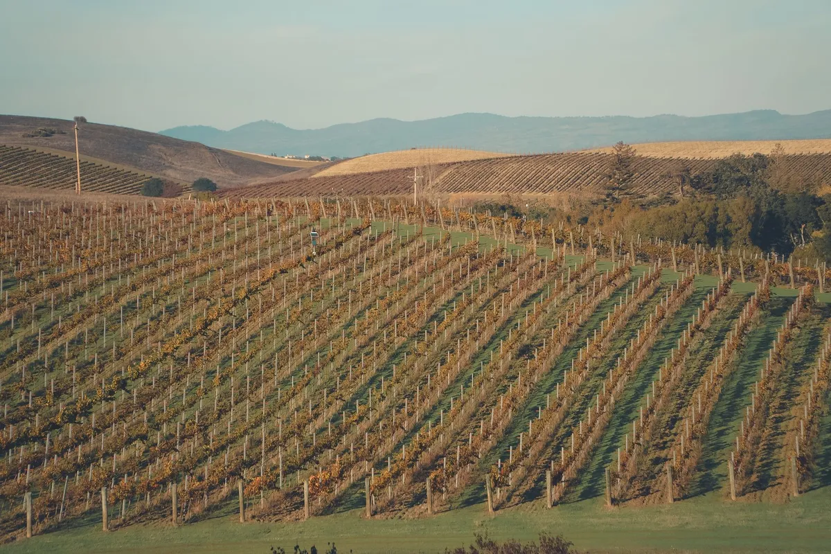 Lush vineyards with vibrant autumn colors under a bright sky, perfect for North Fork wine tours.