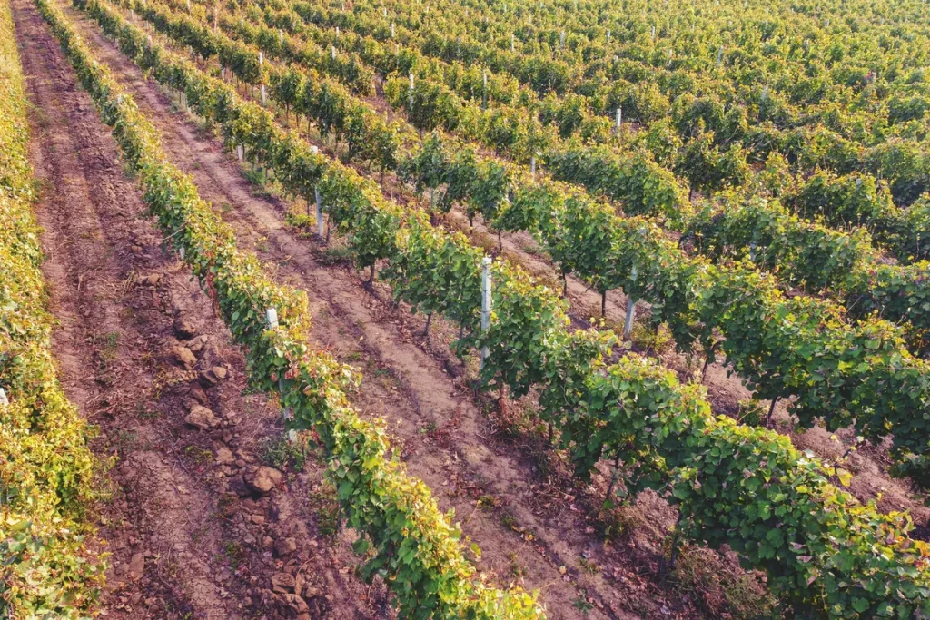 Aerial view of an autumn vineyard with rows of vines, showcasing the agricultural beauty of North Fork.