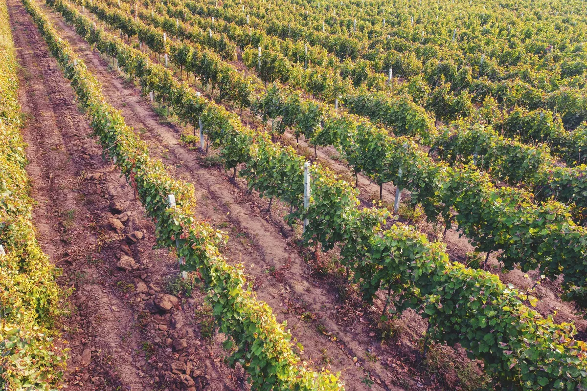 Aerial view of an autumn vineyard with rows of vines, showcasing the agricultural beauty of North Fork.
