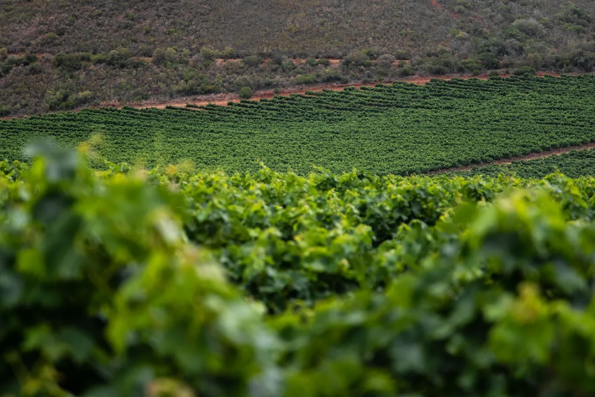 Lush green vineyard with rows of grapevines bathed in soft morning light, perfect for a winery tour.