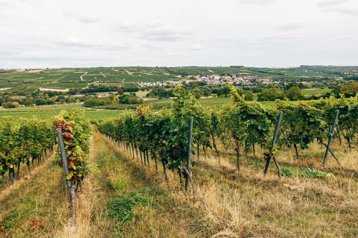 Lush grapevines stretch across a scenic countryside, inviting wine enthusiasts to explore local favorites.