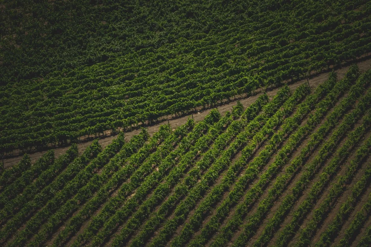 Aerial view of lush vineyard rows in a sunny landscape, perfect for wine tours in North Fork.
